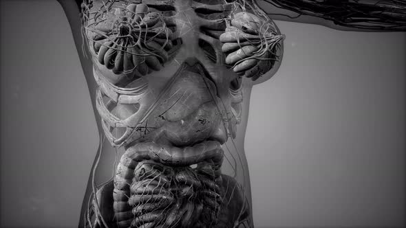 Anatomy Tomography Scan of Human Body alt