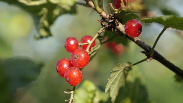 Small redcurrant  on   Ribes rubrum plant natural  shallow DOF  4K 2160p 30fps UltraHD footage - The