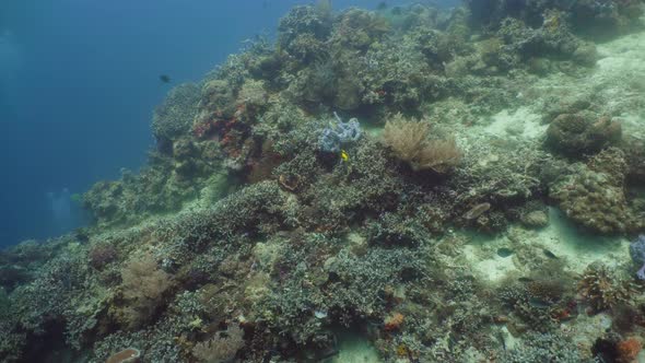 Coral Reef with Fish Underwater