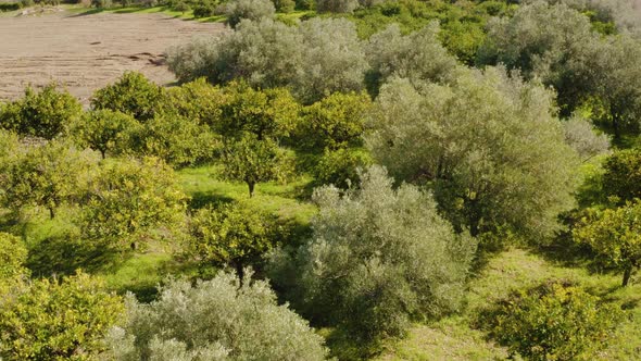 Orange Tree in the Countryside