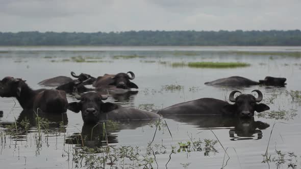 Animals of Sri Lanka. Buffalos in the Lake.