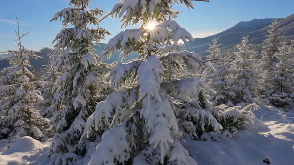 Magnificent Winter Landscape