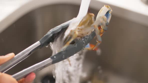 Fresh Crab being Washed in Sink