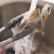 Fresh Crab being Washed in Sink - VideoHive Item for Sale