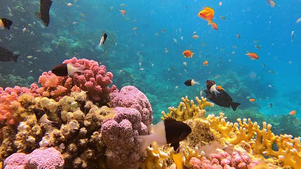 Wonderful Underwater World with Corals Reef Tropical Fish