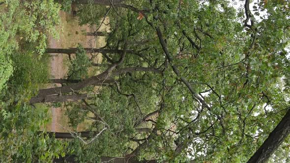 Aerial View of Green Forest in Summer