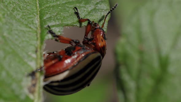 The Pest Beetle Destroys the Crop