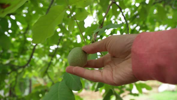 Walnut Tree and Hand Harvesting Walnut