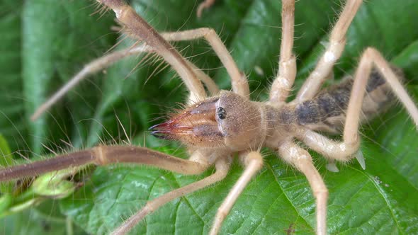 A Live Solifugae in its Real Natural Environment