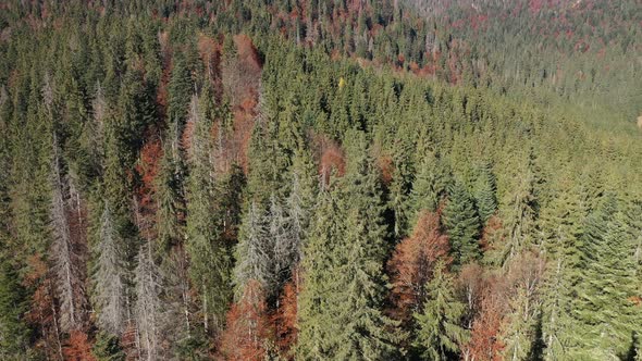 Flying Above an Evergreen Forest Mixed With Deciduous Trees