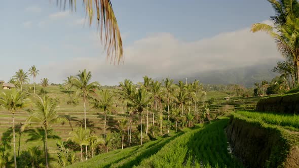 White Clouds, Coconut Trees and Rice Terraces on a Sunny Day in Bali, Indonesia