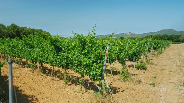 Smooth Rows of Vineyards on a Summer Day in Catalonia Spain