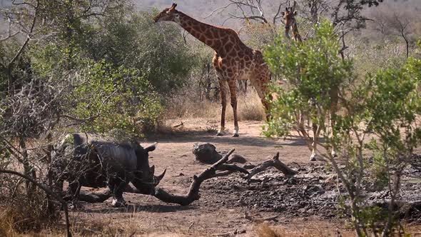 Southern white rhinoceros in Kruger National park, South Africa