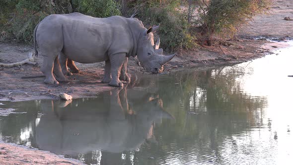 A peaceful scene as two white rhino cast a reflection in the water as they drink in the late afterno