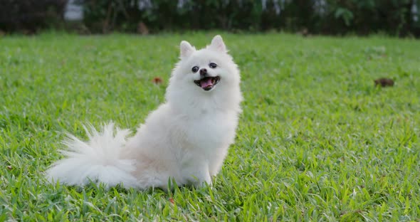 Pomeranian dog in the city park