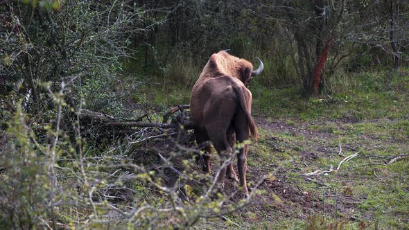 A european bison bull scratching on a branch, from behind, Czechia.
