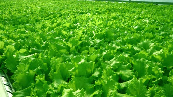 Grow Lettuce Closeup in the Greenhouse