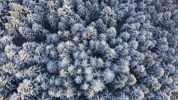 Spinning top down aerial drone view of white snow covered pine forest