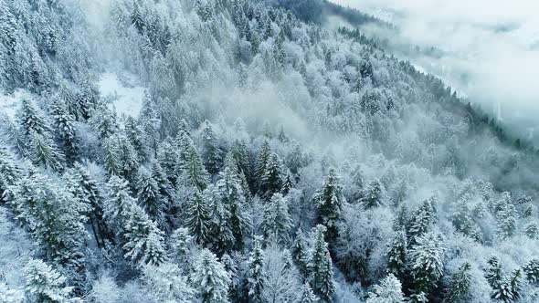 Aerial View of Mixed Snow Covered Trees. Magical Winter Forest with Morning Fog. Winter Background