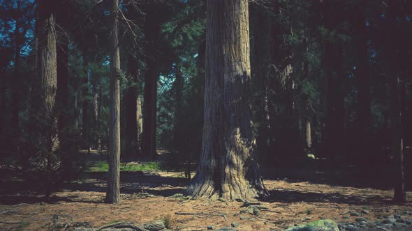 Early Morning Sunlight in the Sequoias of Mariposa Grove