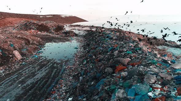 Crows in the City Dump