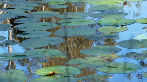 Waterlily’s on the Barwon River Geelong. Tranquil scene with still reflective water and small relaxi