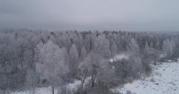 Winter Landscape Forest Field