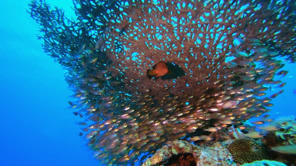 Underwater Tropical Glassfish