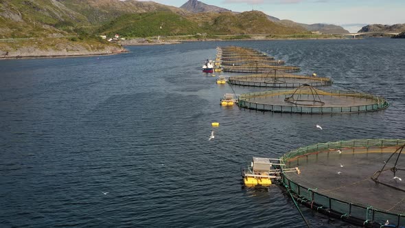 Farm Salmon Fishing in Norway