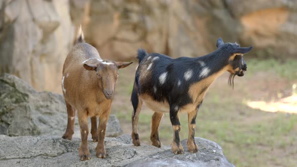 Goats On Mountain Landscape 6k