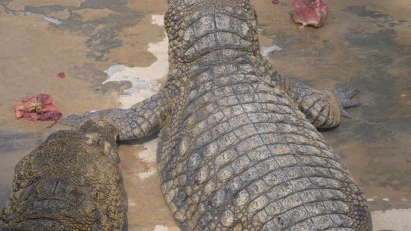 Hungry crocodiles eating meat near the pool