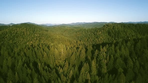 Aerial view of a dense coniferous forest on the hills on a clear day (Oregon, USA)