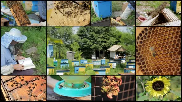 Collage of farm in the countryside, livestock.