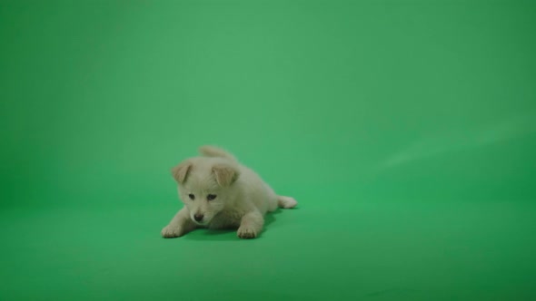 Full View Of A White Dog Laying Down In The Green Screen Studio Then Walking Away