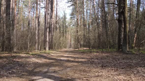 Aerial View of the Road Inside the Forest