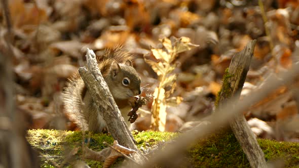 Cute Baby Squirrel Sits on Mossy Log and Nibbles on some Grains in a Dense Wooded Forest Close Up