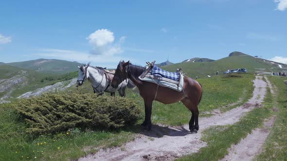 Group of horses in the mountains of Montenegro on a summer day
