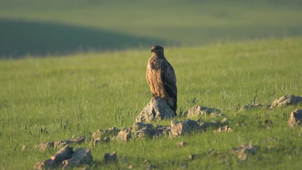 Wild Eagle Perched Stone in Vast Green Meadow