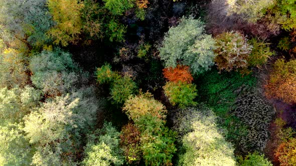 Forest Seen from Above