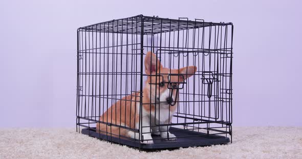Welsh Corgi Pembroke Sits in Cage As Punishment for Bad Behavior or While Owner is Not at Home
