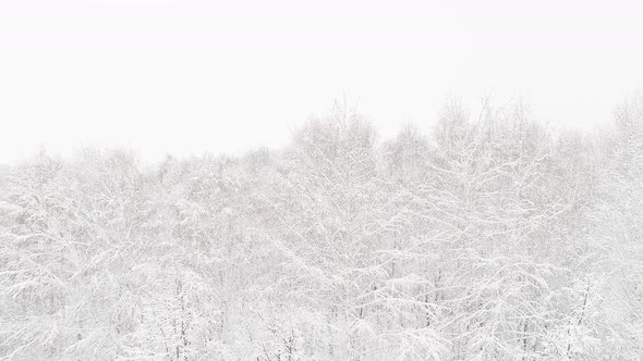 Aerial Video of a Winter Forest