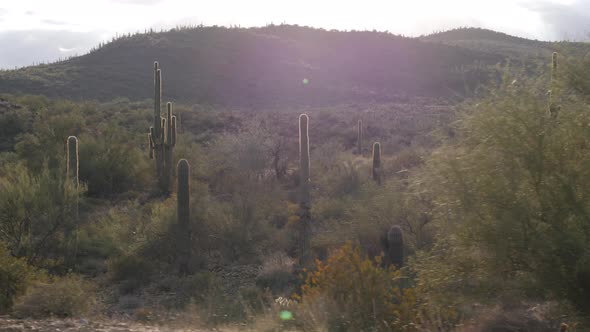 Saguaro Cactus on the Sonoran Desert in Arizona, USA
