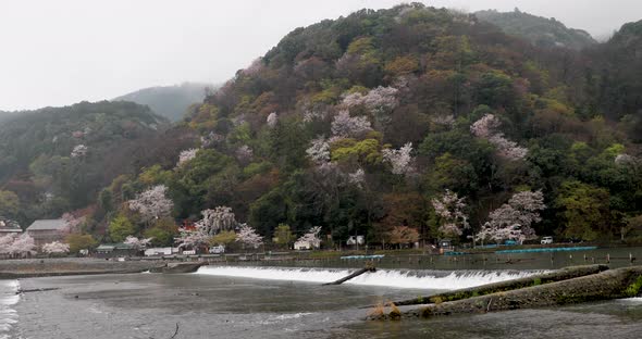 The Cherry Blossom in Kyoto