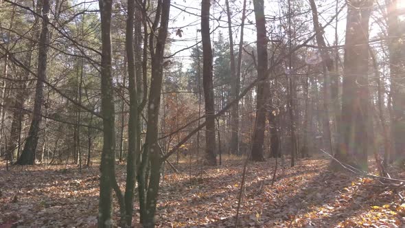 Forest with Trees in the Fall