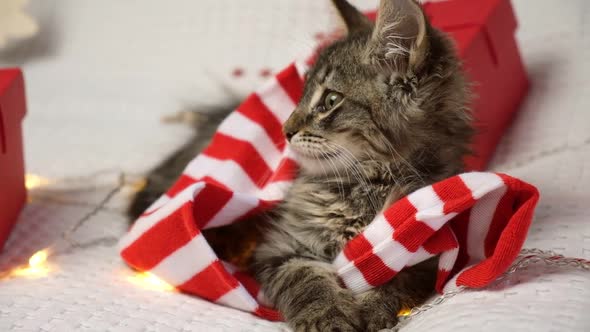 Kitten Sitting on Gift Box on Blanket