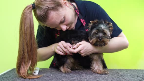 Groomer Makes Shearing of Claws Yorkshire Terrier By Special Scissors