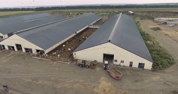 Aerial View of Feeding Truck Gets Closer To Paddock with Cows