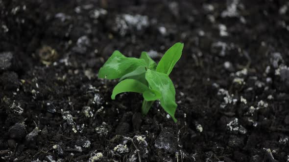 Dying plant in the ground, climate change