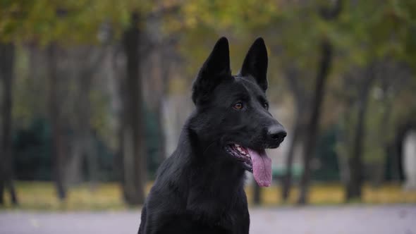 Portrait of a Black German Shepherd Dog on a Blurred Background