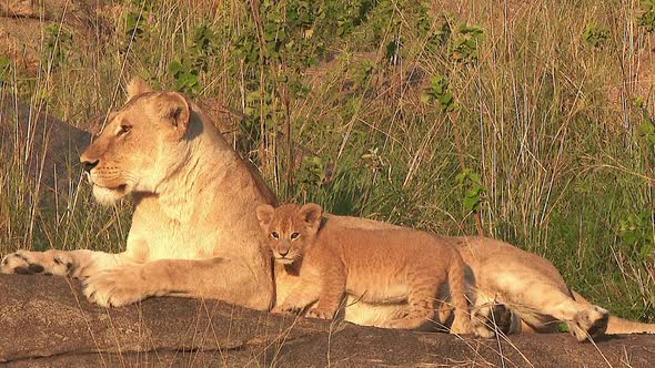 Lioness (Panthera leo) with cubs in early morning sunshine, on Koppie in Serengeti National Park, Ta